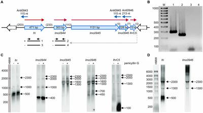 Inactivation of lmo0946 (sif) induces the SOS response and MGEs mobilization and silences the general stress response and virulence program in Listeria monocytogenes